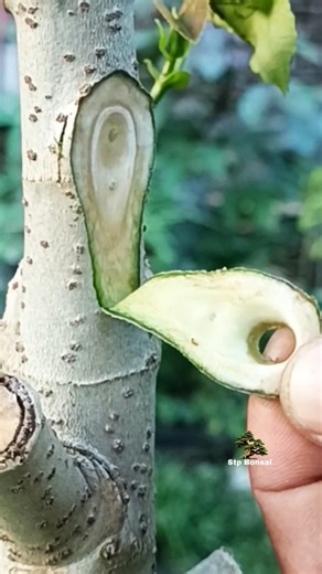 Technique for replacing dead branches 🌿🌳#garden #plants #gardening #nature #craft #diy #grafting