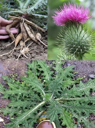 261K views · 684 reactions | I'm sure you've seen this plant before, but you didn't know it's root is important ... | Break | Facebook