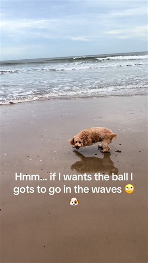 Brave Dog Faces Waves for Ball