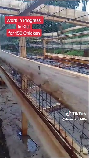 Chicken Farming Project Update in Kisii