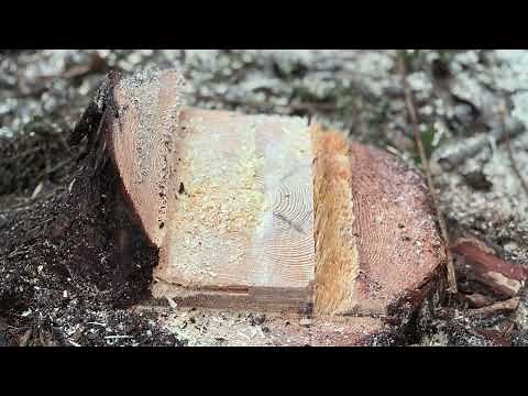 Basic felling technique: Dog tooth felling