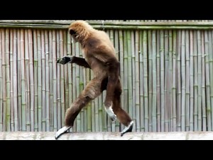 Gibbons walking like humans Funny Monkeys Lustige Affen