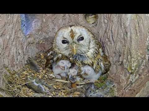 Inside a Tawny Owl Nest - 24/7 LIVE 🔴 by Morten Hilmer