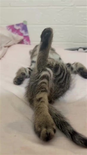 Gatos Maullando: Videos Divertidos y Adorables