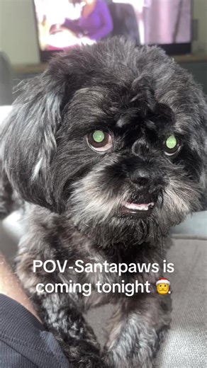 Santa Paws Delivers Holiday Joy for Dogs