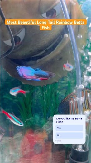 Most Beautiful Long Tail Rainbow Betta Fish #aquarium #bluebettafish #fishtank