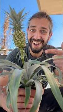 DIY pineapples in your yard! creative explained