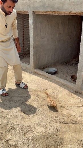 This bird got sick #iraniteetar #teetarkiawaz #minizoo #rehmanchvlogs #foryou