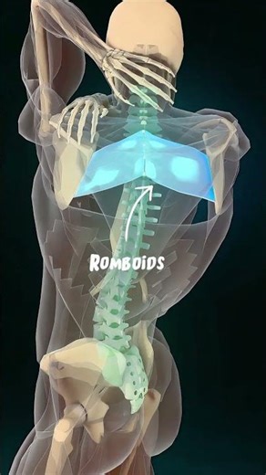 Upper Back Rotation Stretch (Release Shoulder Blade Tension)