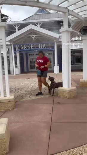 We use our environment to set up obedience drills Whenever we spot pillars on our field trips, we like to use them to practice our heeling and turns. The poles help to give pups guidance when making left turns, and help us stay on track for right turns #tlcdogtrainingtampa #tampadogtrainer #tampadogtraining #dogsoftampa #dogtraining #obediencetraining #happydogs | The Loyal Canine
