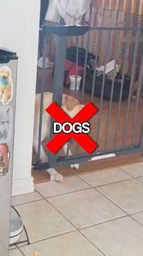 Smartest Cat Breed vs Dogs! Wait for #1 🤯