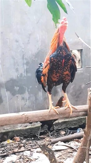 Two Rooster Crowing #roostersound #chickencrowing #crowing