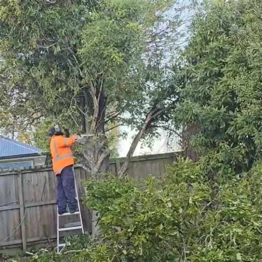 3.7K views · 171 reactions | Neighbor Doing FAVORS for Each other. tree works | Free Lawn Care | Facebook