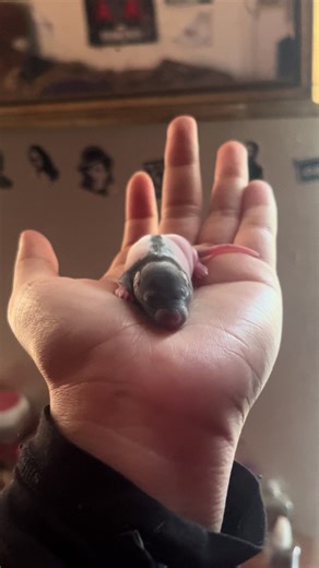 Tell me you don’t want to kiss this tiny wrinkly little thing🥰 #ratsoftiktok #fyp #petrat #babyrat #petsoftiktok