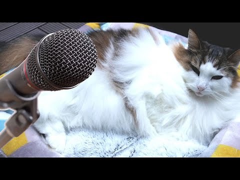 マイクに向かっておならをする猫｜Cat Farting on mic