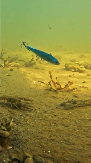 Did we just break up a crawfish fight??? 🤣😆