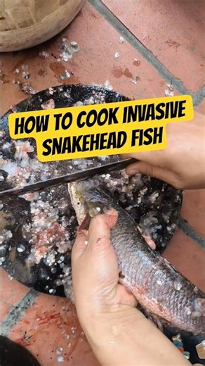 How to Cook INVASIVE Snakehead Fish #cooking #homecook