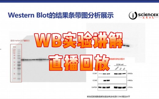 WB实验原理，WB实验步骤以及结果分析，本视频为直播回放视频，每周六实验讲座，周一至周五实操直播。
