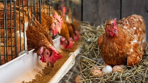 The Inspiring Journey of Poultry From Farm to Table