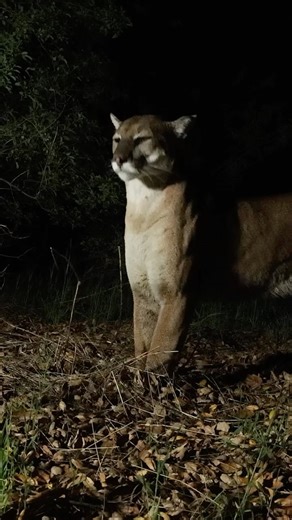 11K views · 3.2K reactions | “Newport” being a curious mountain lion,...