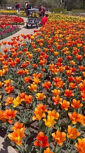 Tulips are in FULL BLOOM at Botanica! 70,000 tulips with over 87 varieties this year. 30 of these tulip varieties have never been grown at Botanica before. @botanicawichita #wichitaonthecheap #wichitadeals #wichita #wichitakansas #ilovewichita #tulips #botanicawichita #ict | Wichita on the Cheap