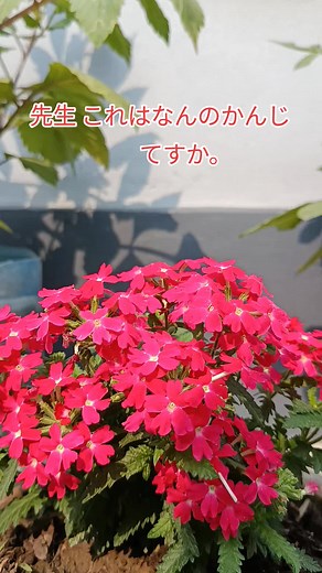 #日本語 #japanese #japaneselanguage #nihongo #にほん #jlpt #がんばってください #goviral #n5 student