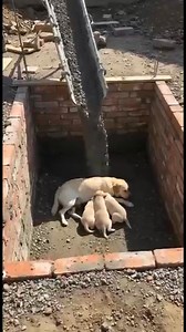 Breaking: Brave Golden Retriever Father Prevents Disaster, Heroically Saving His Family from Danger - Full video in comments! | Hornby Eagles