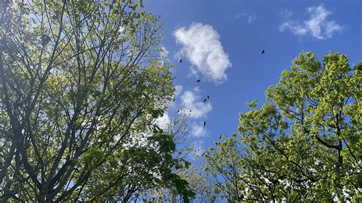 « Ça fait beaucoup de bruit » : quand les corbeaux nuisent à ces habitants en Loire-Atlantique