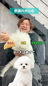 犬のおすすめおやつ🐶 #ワーキーホリデー #犬のおやつ #無添加 #犬用 #パピー #ビションフリーゼ