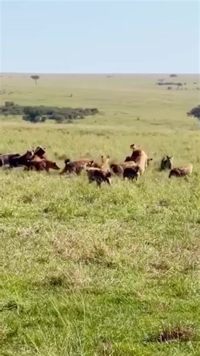 #wildanimals #animals #animalsoftiktok