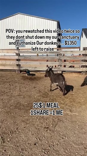 More help and support is needed to help us raise the remaining $1350 needed to feed the 160 donkeys at our sanctuary....🙏😢🫏#donkey #donkeyrescue #sanctuary #DonkeySanctuary #donkeylove