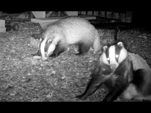 Badger in the Garden