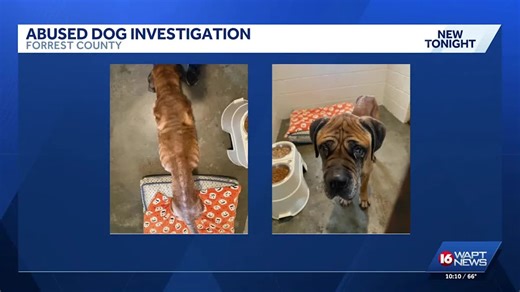 Deputies investigate animal abuse case in Petal, rescue severely malnourished dog