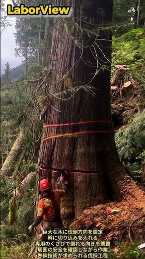 巨大な巨木を狙い通りに倒すプロの伐採技術 #process #worker #logging #forestry #treefelling #chainsaw
