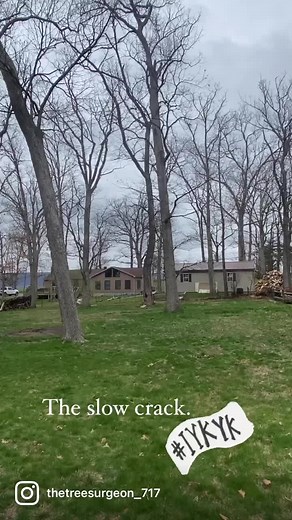 The sound of success. #arborist #treesurgeon #treework #tree #treefelling