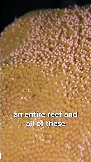 Watch coral #reproduce 🪸👀 || #spawn #coralreef #aquatic #ecosystem #captivity #genetics #coral