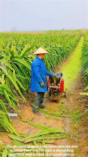 Farmers Turn Dragon Fruit Waste Into Organic Fertilizer Using Simple Machine