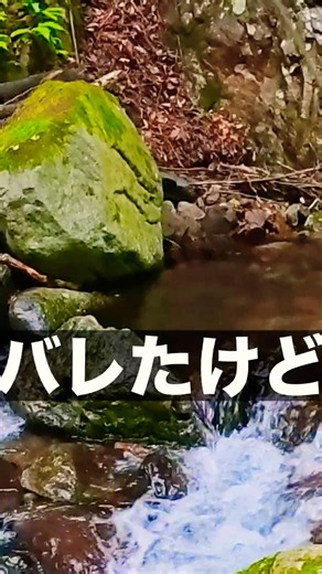 スッポ抜けただけなので #テンカラ #tenkara #釣り #fishing
