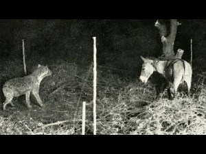 hyena vs donkey fight - animal battle compilation