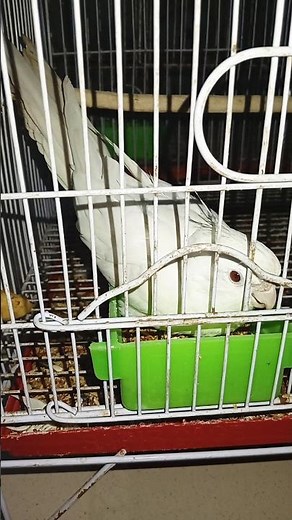 Cute Cocktail Parrot Moments 🦜✨ #shorts #parrot