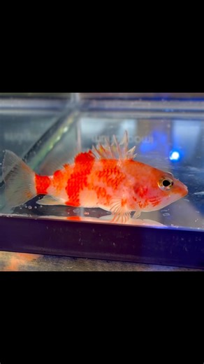 Even more amazing rare saltwater fish made their way into Carolina Aquatics the last few weeks! Check out deepwater beauties like Plectranthius maekwa, the famed Neptune Grouper and more currently in house and ready to ship! Our selection is 🔥 right now #rarefish #saltwateraquarium #reeftank #RareMarineLife #Plectranthias #neptunegrouper | Carolina Aquatics