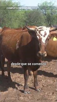 Criollo Cattle: An adaptable alternative