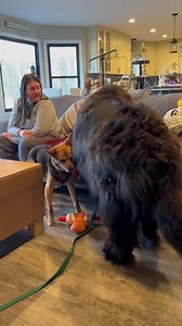 101M views · 878K reactions | For anyone wondering how big Iggy, the Newfie / Saint mix is, here’s a video of him loving life with all the toys on the sofa. | National Newfoundland Rescue | Facebook