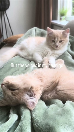 No Time For Naps 😂🐾 | Momo & Appa