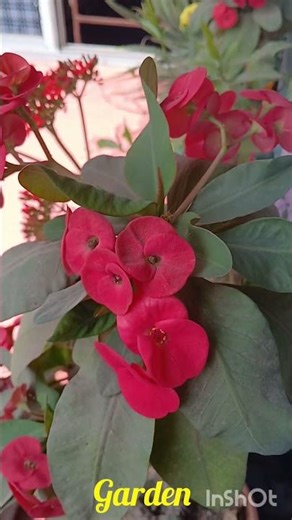 Garden flower #shorts #garden