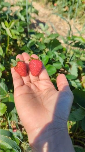 The Best Strawberry Picking Spot Near Toronto? 🍓