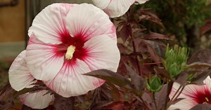 South Dakota Home Garden: Hibiscus & Phlox
