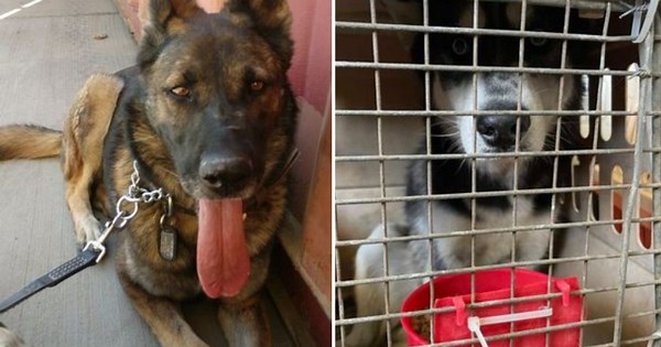 Fact Check: Did US Troops Leave Military Dogs Behind in Afghanistan?
