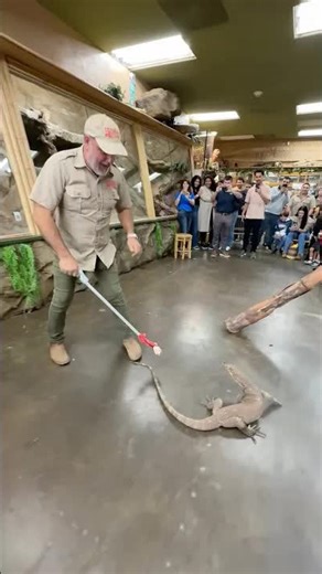 Monitor lizards go wild for food!