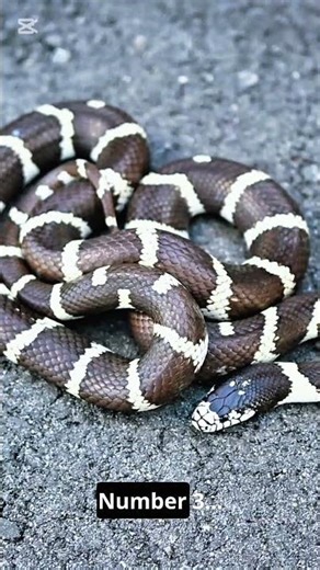 Top 3 Pet Snakes You Won’t Believe!